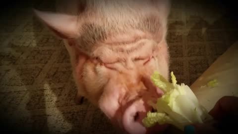 ASMR MINI PIG EATING VERY CRUNCHY LETTUCE 😂