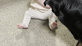 Dog Fetches Ball With Baby