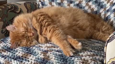 Cat nap - Mango