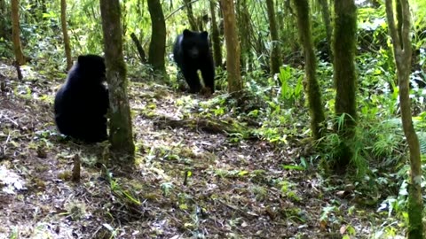 At least 60 'Paddington' bears found in Bolivia