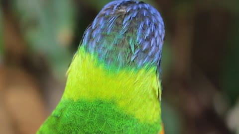 Funny colourful parrot