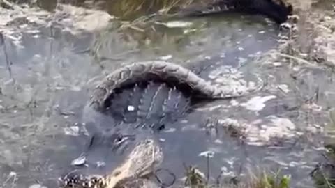 An 11-foot alligator was seen trying to swallow a python at the Everglades National Park in Florida.