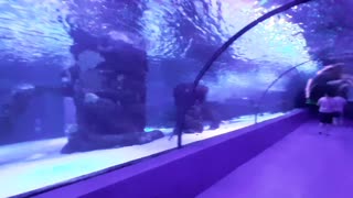 Antalya aquarium