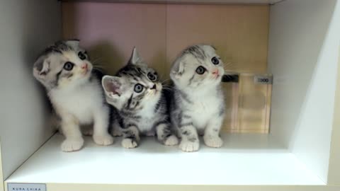 Adorable little Kittens Moving Their Heads In Sync