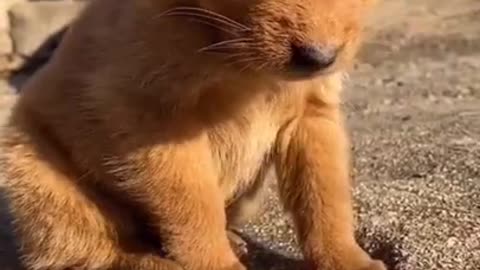 Funny and Cute Animals