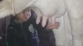 A child drinks milk from the breast of a cow , funy