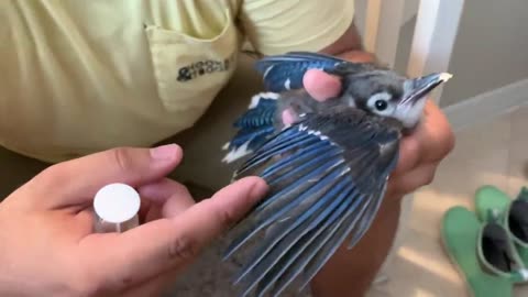 HOW TO TRAIN a Baby Bird to EAT! SO CUTEEEE!