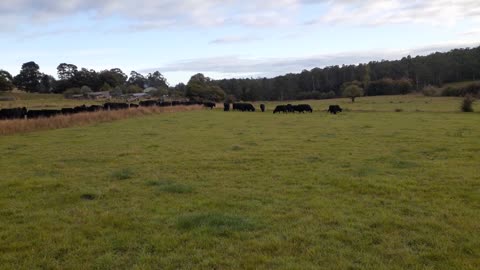 Angus Cattle