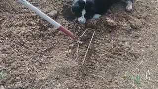 Australian Shepherd Ellie Digging Out Hole I Just Filled In.