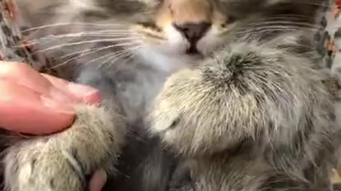 cute cate viral video