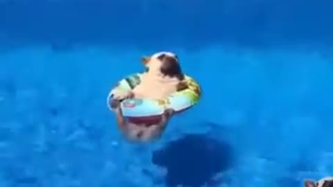 Funny cute pug swimming in pool ooh awesome