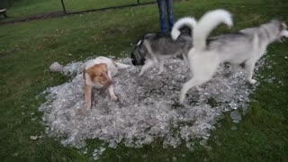 Huskies se niegan a dejar una piscina con hielo