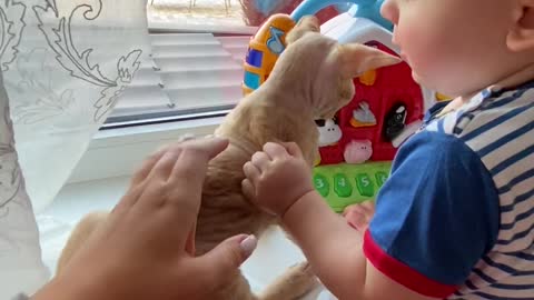 A cat can be best friend for baby like dogs