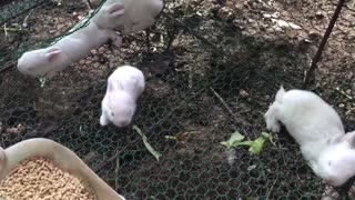 Born rabbits just four weeks