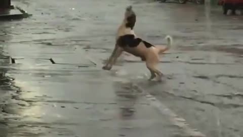 A very cute dog is playing in the rain and enjoy with water