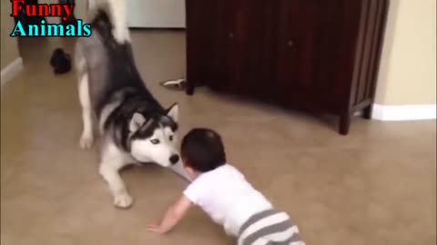 cute baby is played with a husky. friends forever