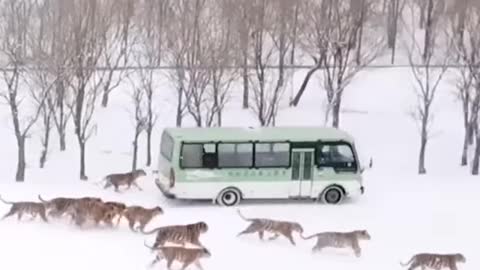 Have all the fare paid? We disembark without a ticket. Amur tigers