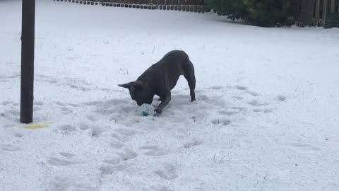 French Bulldog attempts to create snowball