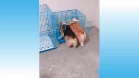 Two funny puppies in small cage