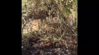 Man Rescues Deer Caught in Barbed Wire