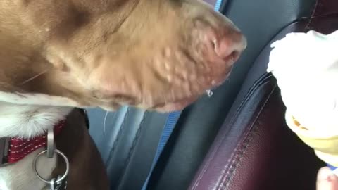 Rescued pit bull has ice cream for the first time