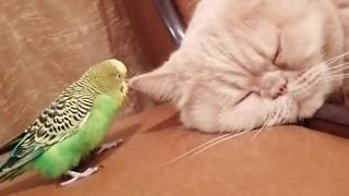 Кот и птица, милые животные #92