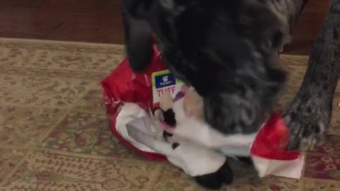 Great Dane Christmas