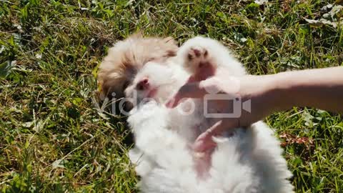 Playing With a Puppy on Green Grass