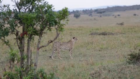 Leopards are captivating creatures that...