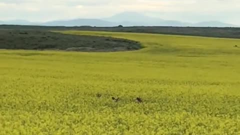 Beautiful sight deer jumping through field of flowers