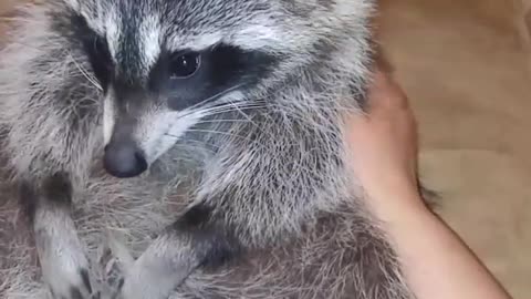 Roper the Raccoon Scratches