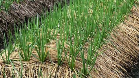 Spring Onion Care Guide in Under A Minute