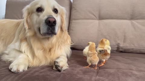 What does a Golden Dog Retriever do when sees Baby Chicks