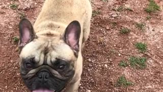 Bulldog rolls around in dirt