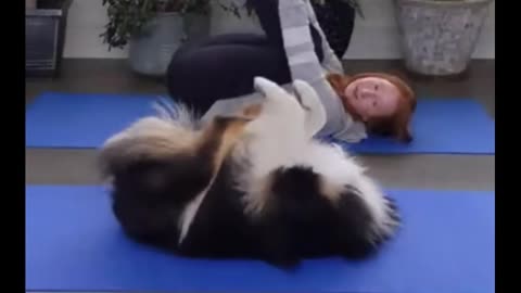 Cute and funny dog doing yoga!!