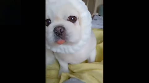 cute and funny pets compilation😂😂- laugh