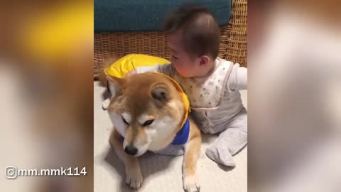 Baby And Patient Shiba Inu Dog