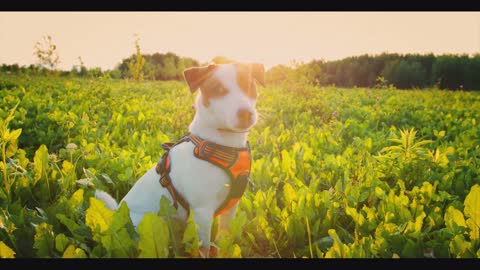 Sunny Day Of Adorable Little Puppy At The Farm