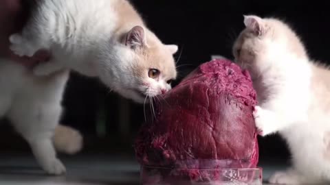 Cats ASMR Eating & Meowing Sounds Effects