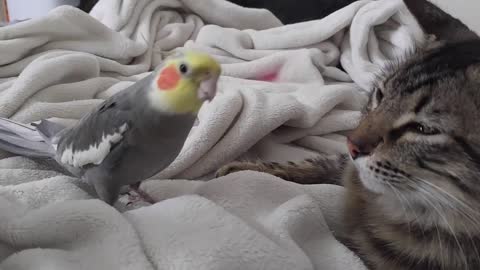 Kit the cockatiel singing and talking to the cat Henry, wonderful!