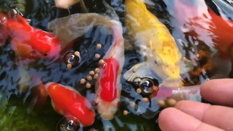 Beautiful Japanese fish feeding in hand