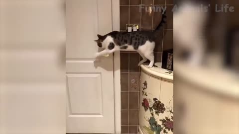 *funnyanimals *Mountly *Best *Funny +Animal *Videos *Cute 😊 Cats And *Dogs *Reactions