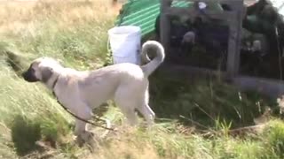 Kangal Dog puppy visits turkeys 2