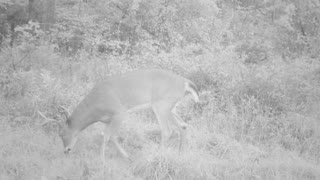 8pt Buck Foraging