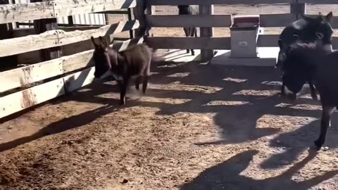 Funny animals funny animals 🤣, funny animals dancing 💃😄, funny animals fighti