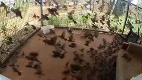 Zebra Finches in the heat