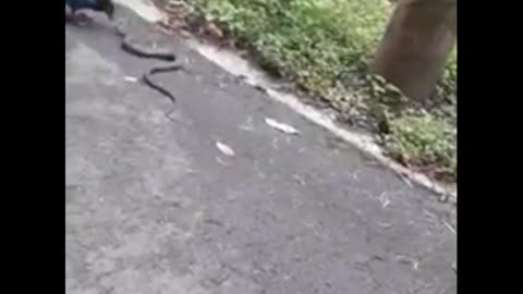 FIGHT between BIRD AND SNAKE