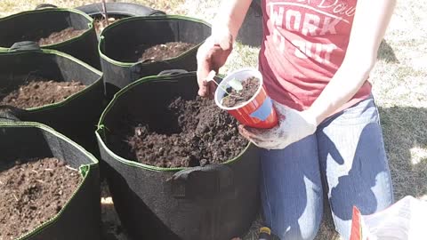 Transplanting Broccoli seedlings into a Fabric Pot