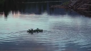 Beaver Family Swim Master Show In lake