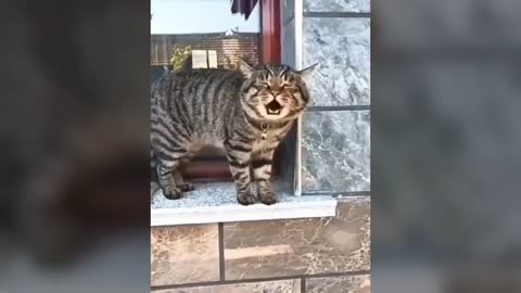 Cats talking !! these cats can speak english better than humans - so funny